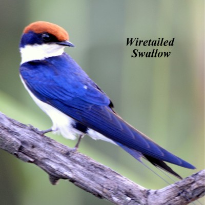 Wiretailed Swallow